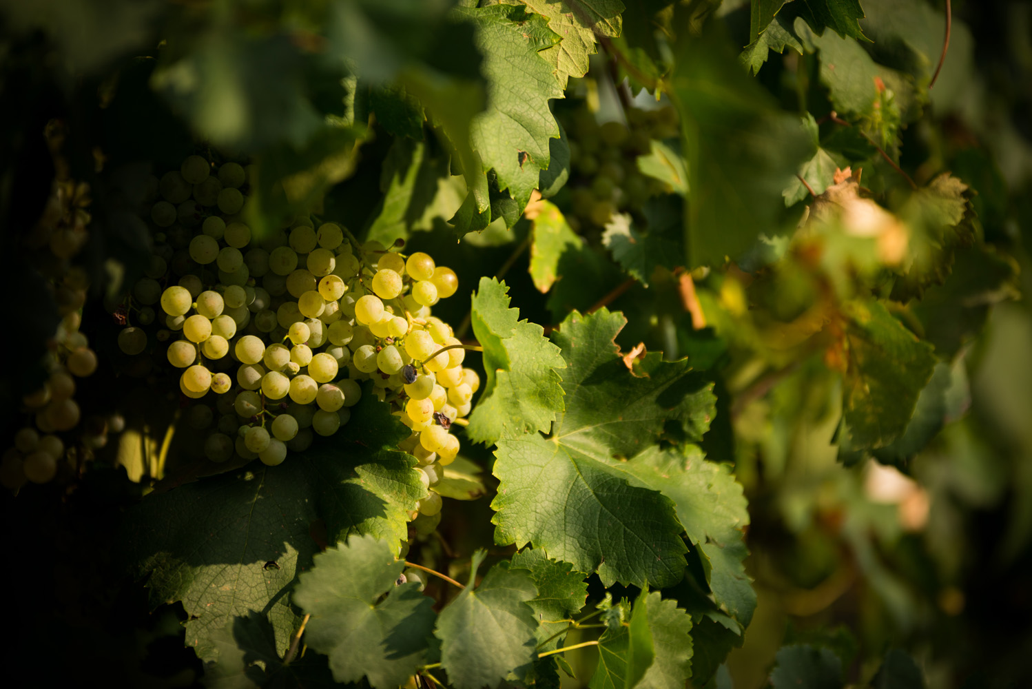 Asolo Prosecco DOCG