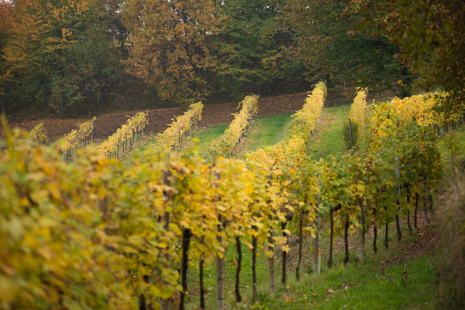 Asolo Prosecco DOCG
