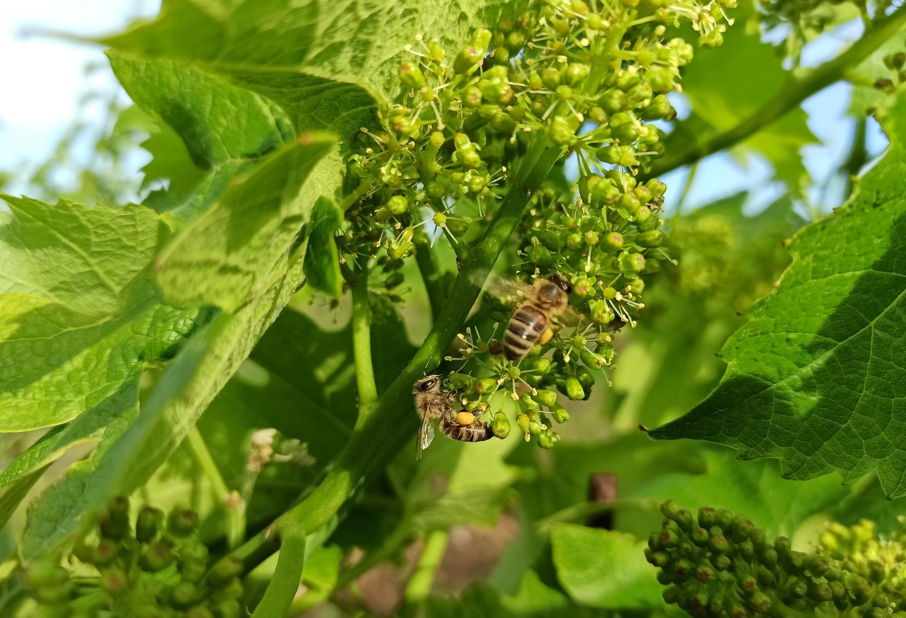 Vitigni PIWI