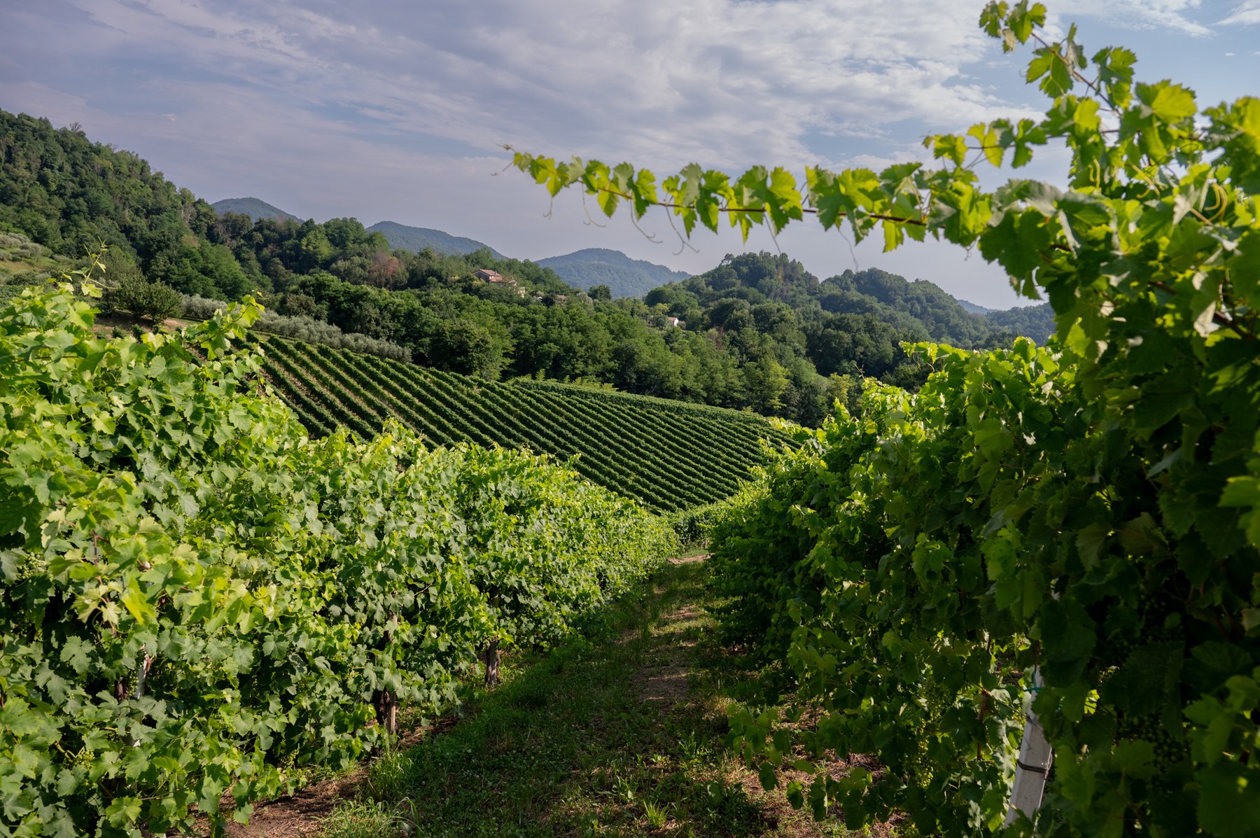 Asolo Prosecco DOCG